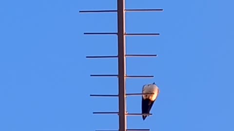 Early morning singing blue & white swallow - Brazil • Andorinha azul e branca cantando cedo de manhã - Brasil
