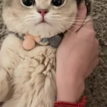 cat calling 🥰🥰