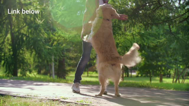 Golden retriver training