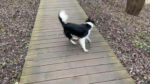 Border collie shows tricks