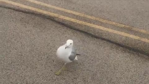 feeding Seagull - He is probably so hungry He received the food so quickly