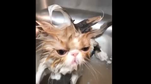 Singing Cats and Dogs