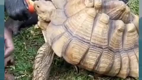 Funniest Animals - funniest animal videos - try not to laugh with funny animal's life compilations