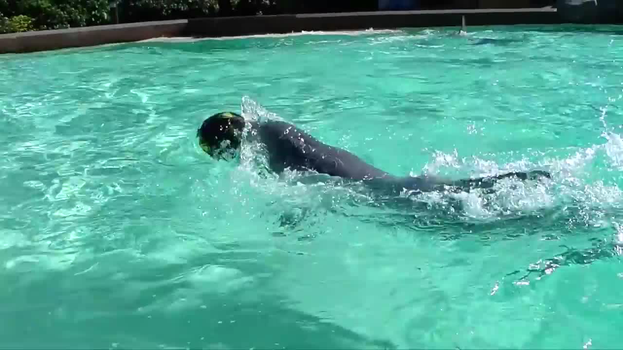 Dolphins -Wild dolphins play with divers