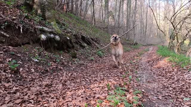 Smiling Happy Dogs, just enjoy!