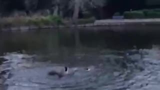 Disagreeing Ducks Scare the Son