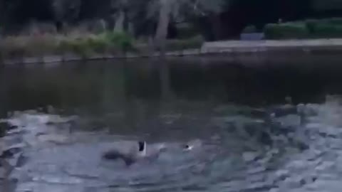 Disagreeing Ducks Scare the Son