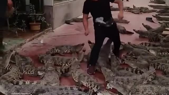Nice crocodiles