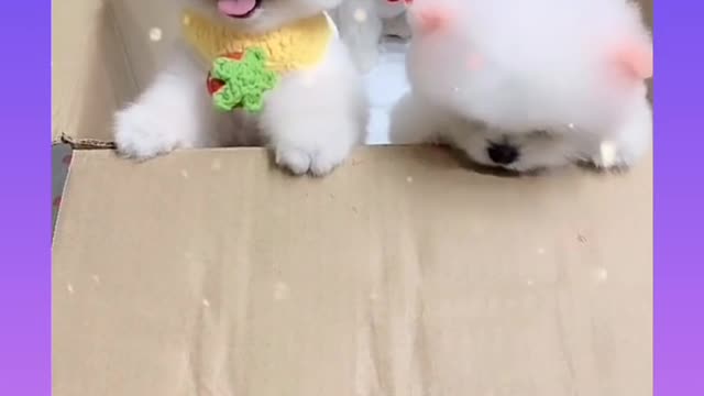 Cute Dogs video funny dogs video