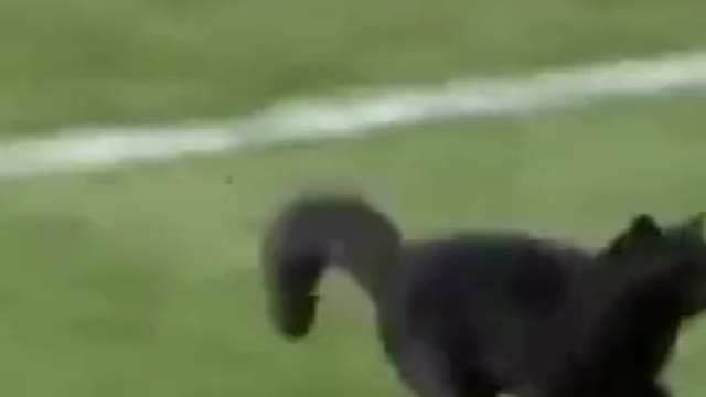 Funny😂black cat on Football field - Brain Time