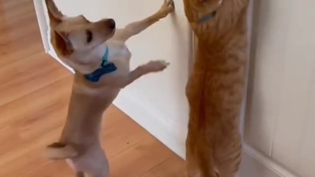 Cat and dogs funny video u can't stop laughing 🤣🤣