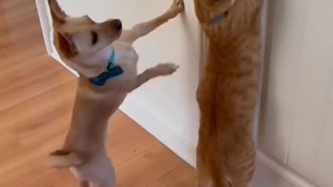 Cat and dogs funny video u can't stop laughing 🤣🤣