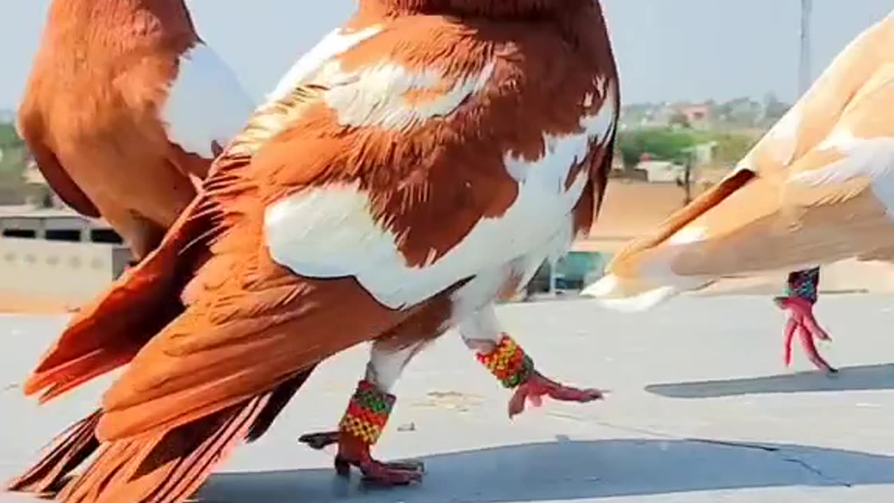 Bird Playing in Nature