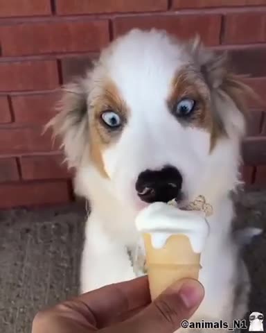 What a treat ice cream