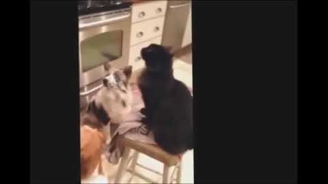 1🤣 FUNNY CAT VIDEO COMPILATION THAT WILL MAKE YOU CRACK UP❗