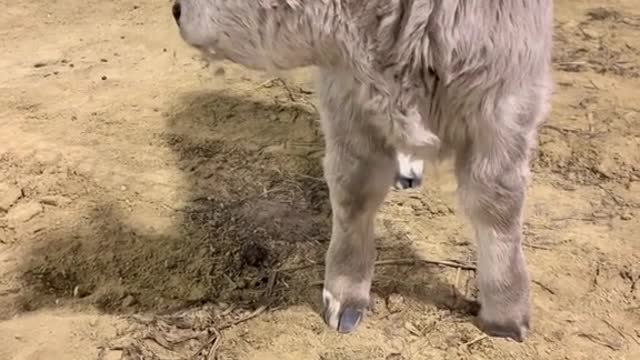 The cow