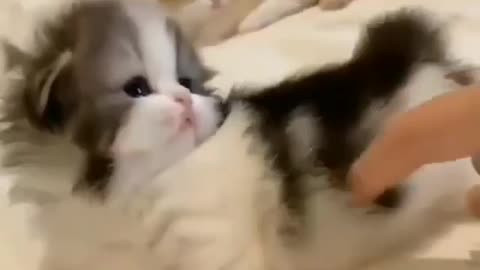 Cat cute 😄😄😄😄cat cute video