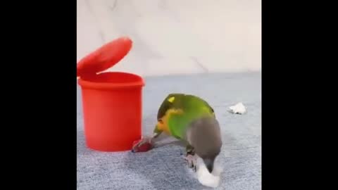 Smart Parrot Is Throwing The Trash.so brave