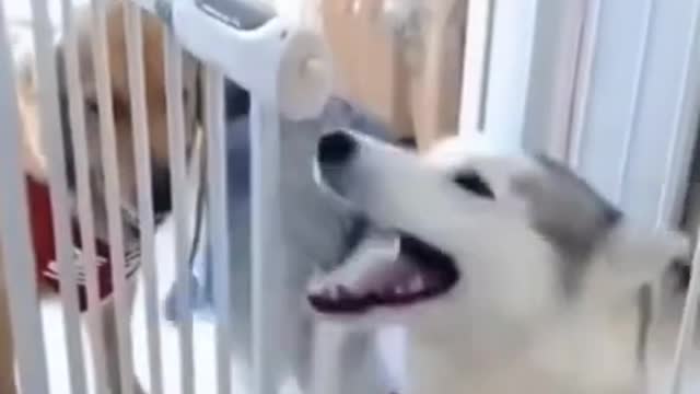 🤣 Funny dog videos try not to Laugh clean 🤣