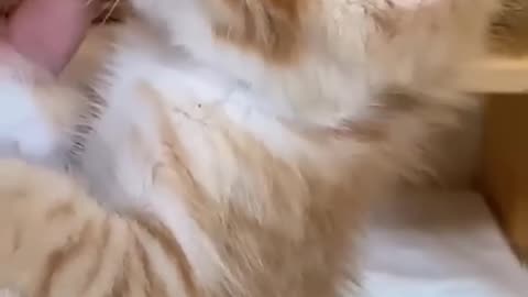 Cat Doing Cat Things