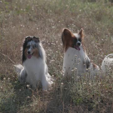 petite dog beautiful