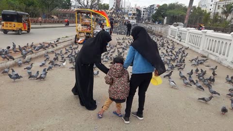 Feeding Pigeon