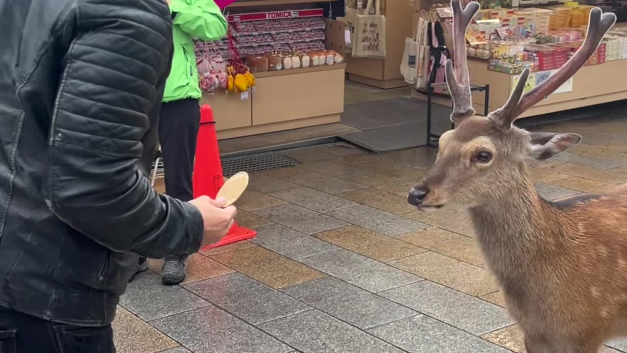 Japanese Deer Bows Before Cakes