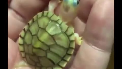 Cute pets