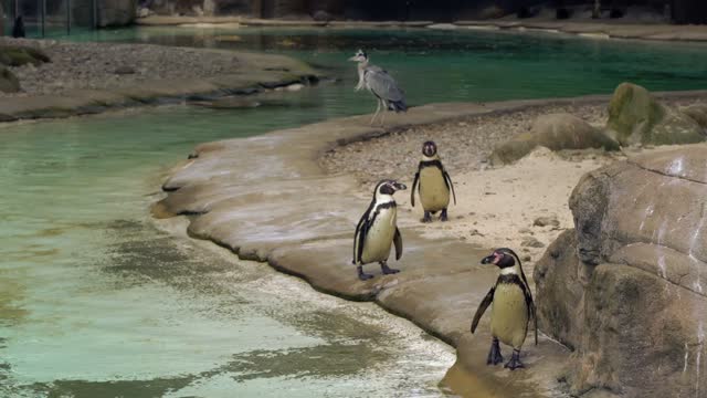 Watch these penguins in the river playing in the wild wilderness is a great danger