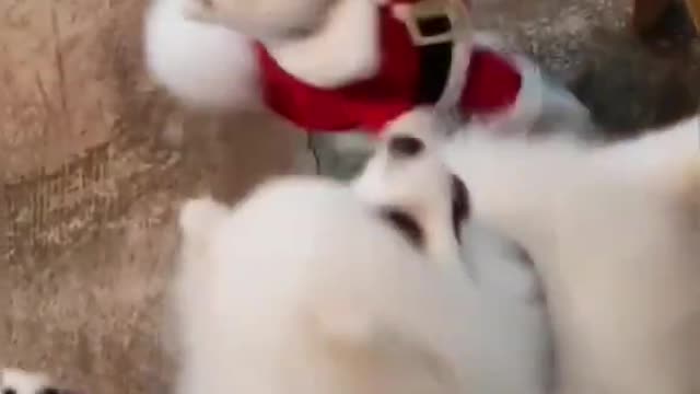 Cute Dogs Funny Video