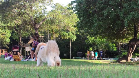 Sunday at the park