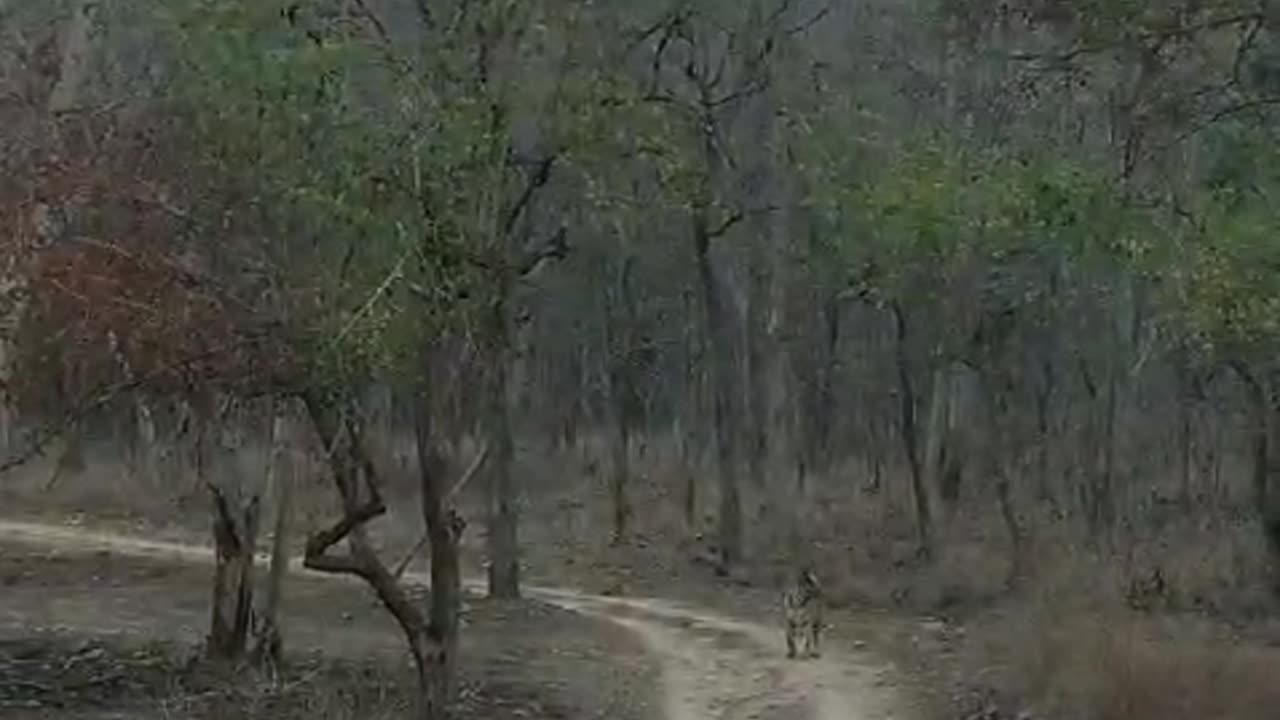 Leopard got accidental meeting with TIGER 🐅🐯🐯🐅