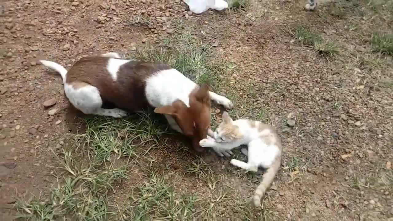 Funny Cat and Dog compilation -