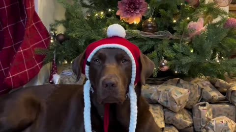 Christmas Pooch