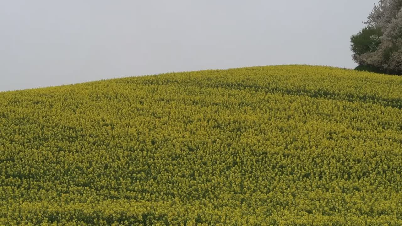 RAPESEED FIELD IN SWEDEN