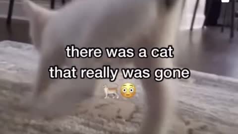 There was a cat that was really gone