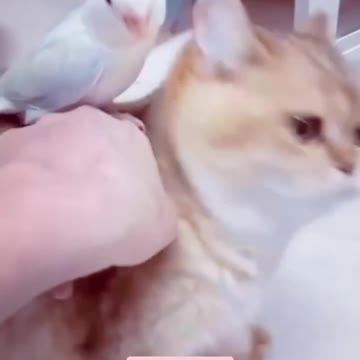 Friendship of cat and parrot