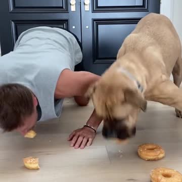 Dog vs man eating drag racing