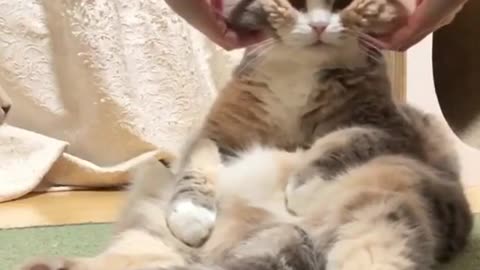 Cats #catsfordepression #cats #catsoftiktok
