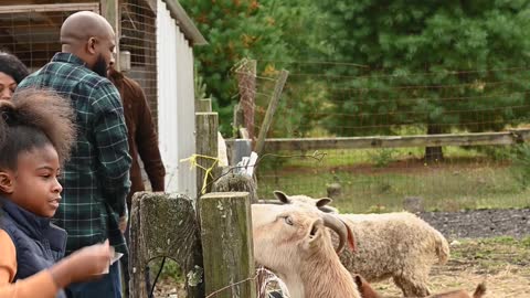 people-feeding-animals