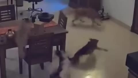 Cats destroy household items.