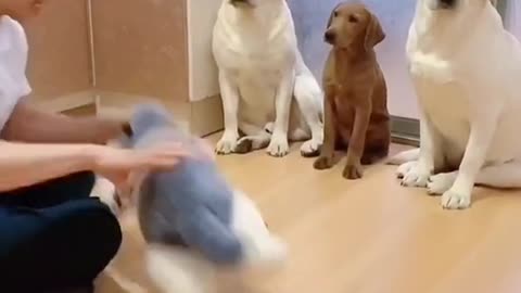 #funnydogvideo🤣who stole and bit the apple?