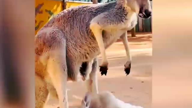 Amazing Animal funny Video || Funny Animal moments / funny pet #animal #dog #cat