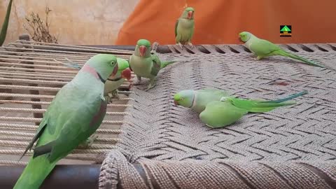 So Amazing Video Of Talking Parrots On Charpaip2