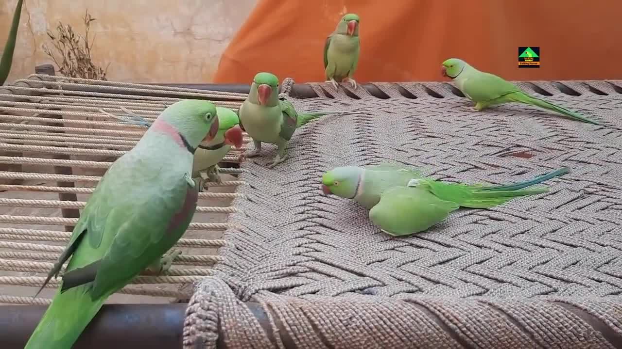 So Amazing Video Of Talking Parrots On Charpaip2