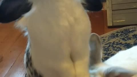 White bunnies eating cranberries from owners hand