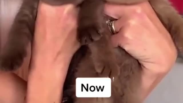 9.Cats and dogs _ cats meowing _ cats funny videos #shorts