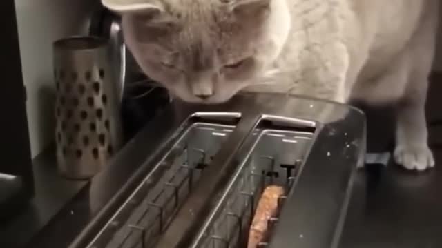Try not to laugh :funniest cat videos to keep you smiling