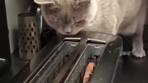 Try not to laugh :funniest cat videos to keep you smiling