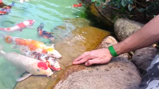 Carpa Japonesa